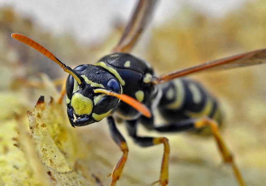 Most Painful Insect Stings The Schmidt Pain Index Deadly