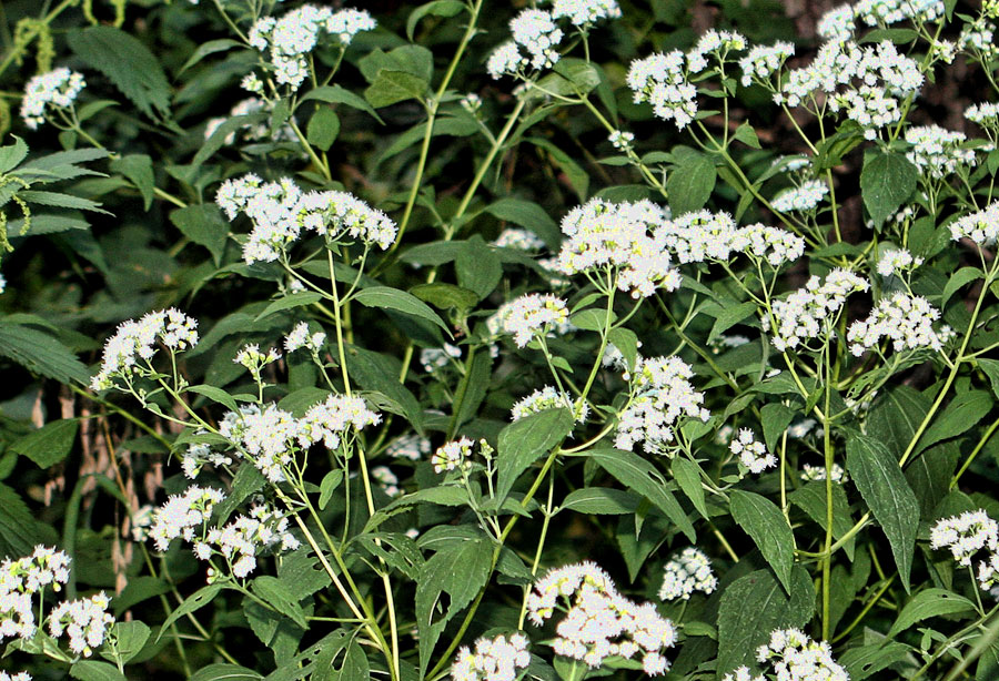 10 Most Poisonous Plants in the World Deadly