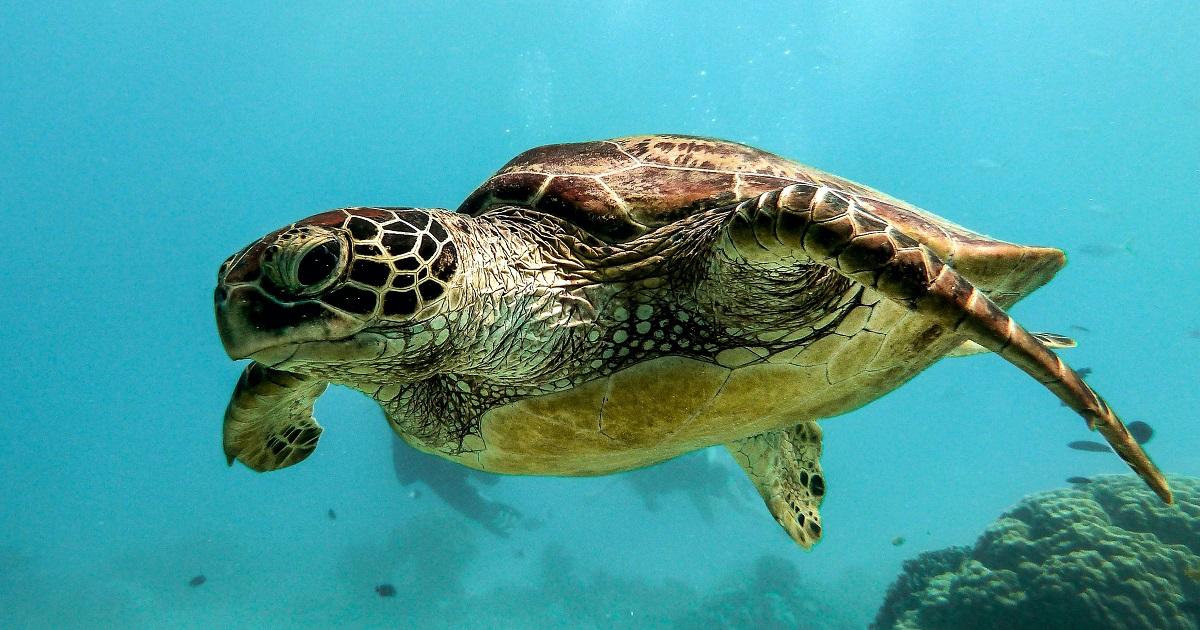 Leatherback Sea Turtle The Largest Living Reptile