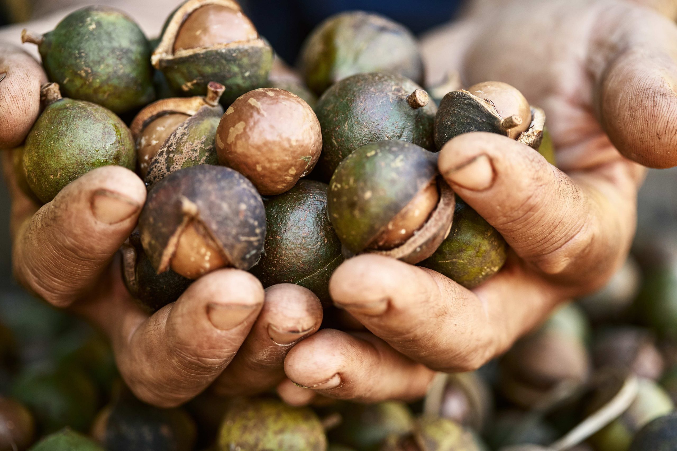 Growing Macadamia Nuts Caring and Howto Guide Plants Spark Joy
