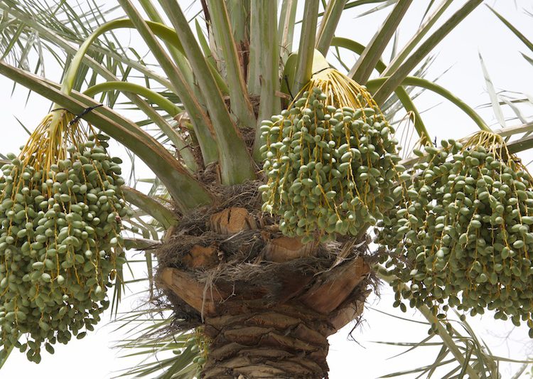 Growing Date Palms Tree Carting Tips and How to Guide Plants Spark Joy