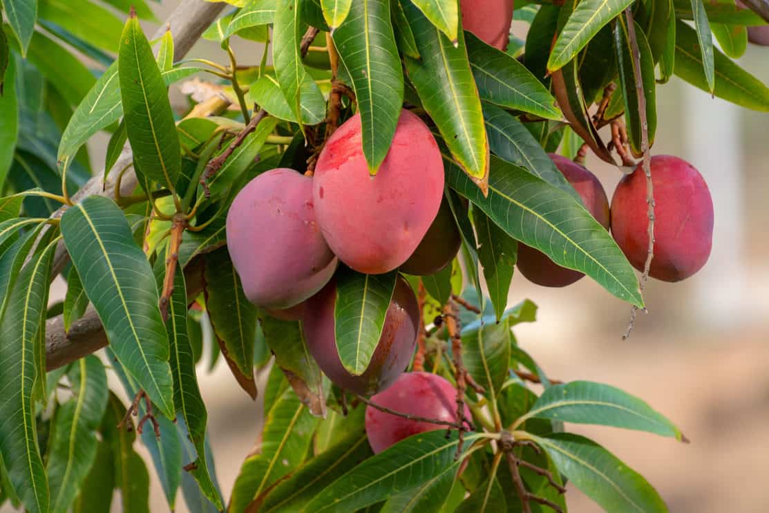 Guide to Harvesting, Planting, and Growing Mango Trees Plants Spark Joy