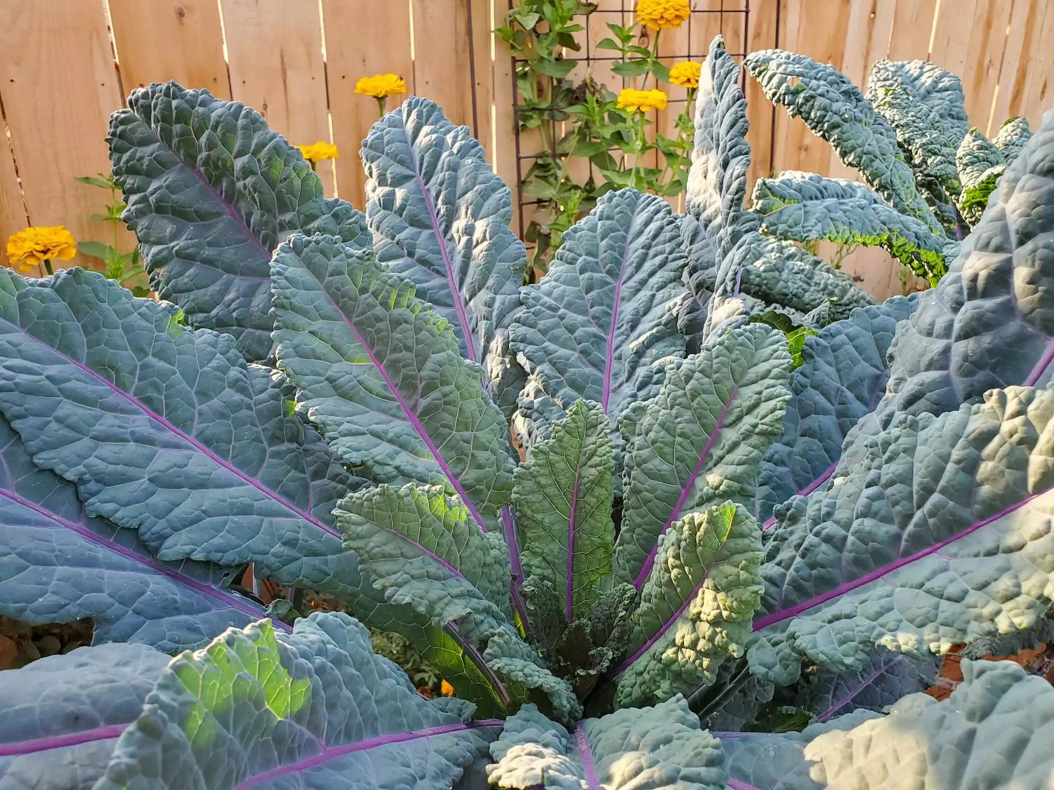 Guide to Planting, Harvesting, Propagating, and Growing Kale Plants