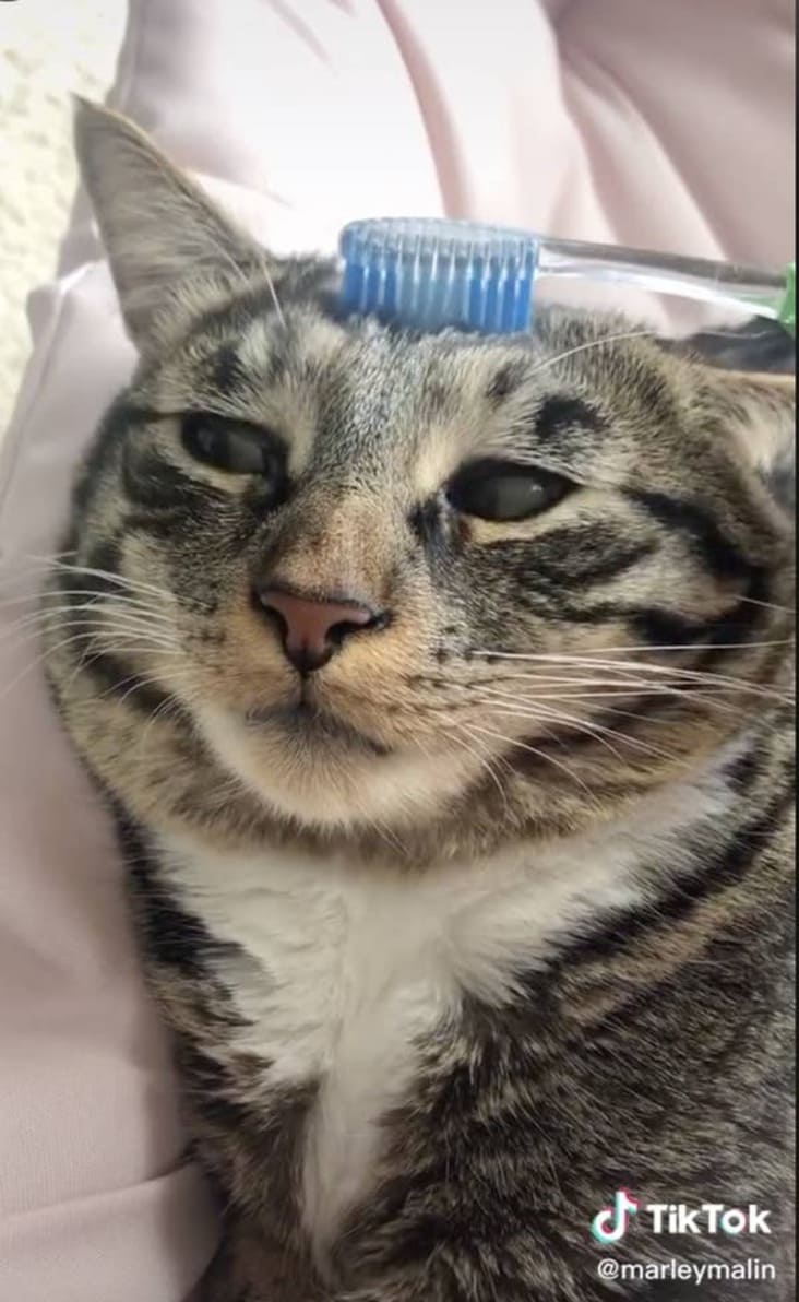 People Are Brushing Their Cats With Toothbrushes To Remind Them Of Their Mothers