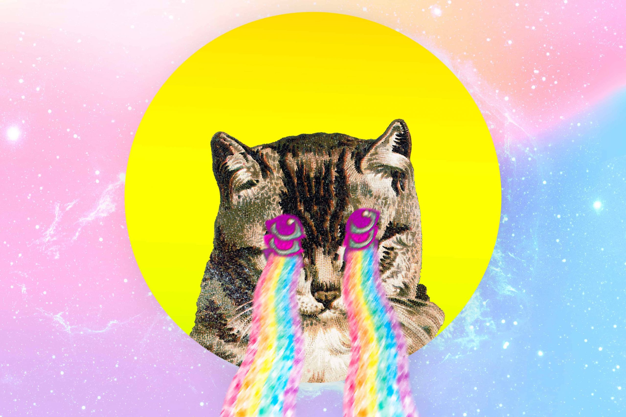 82 Funny Cat Names of 2024 for Your Furry Pal