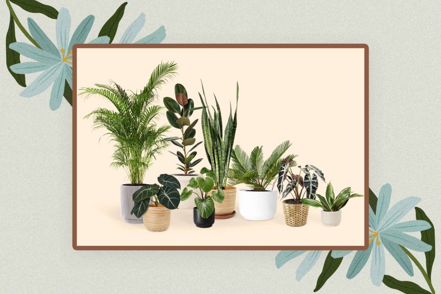 55 Cute Names For Plants