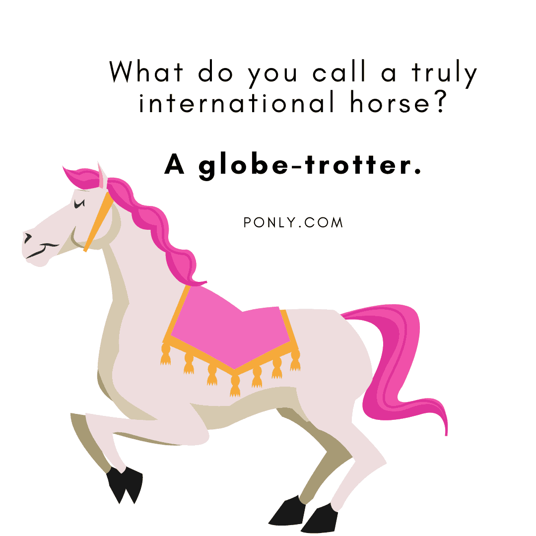 The 40 Best Horse Puns 2024