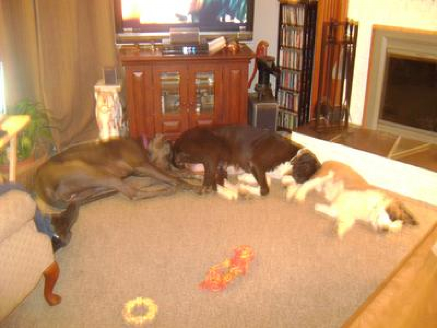 Vertex CPN Performance Supplement for Dogs Now)