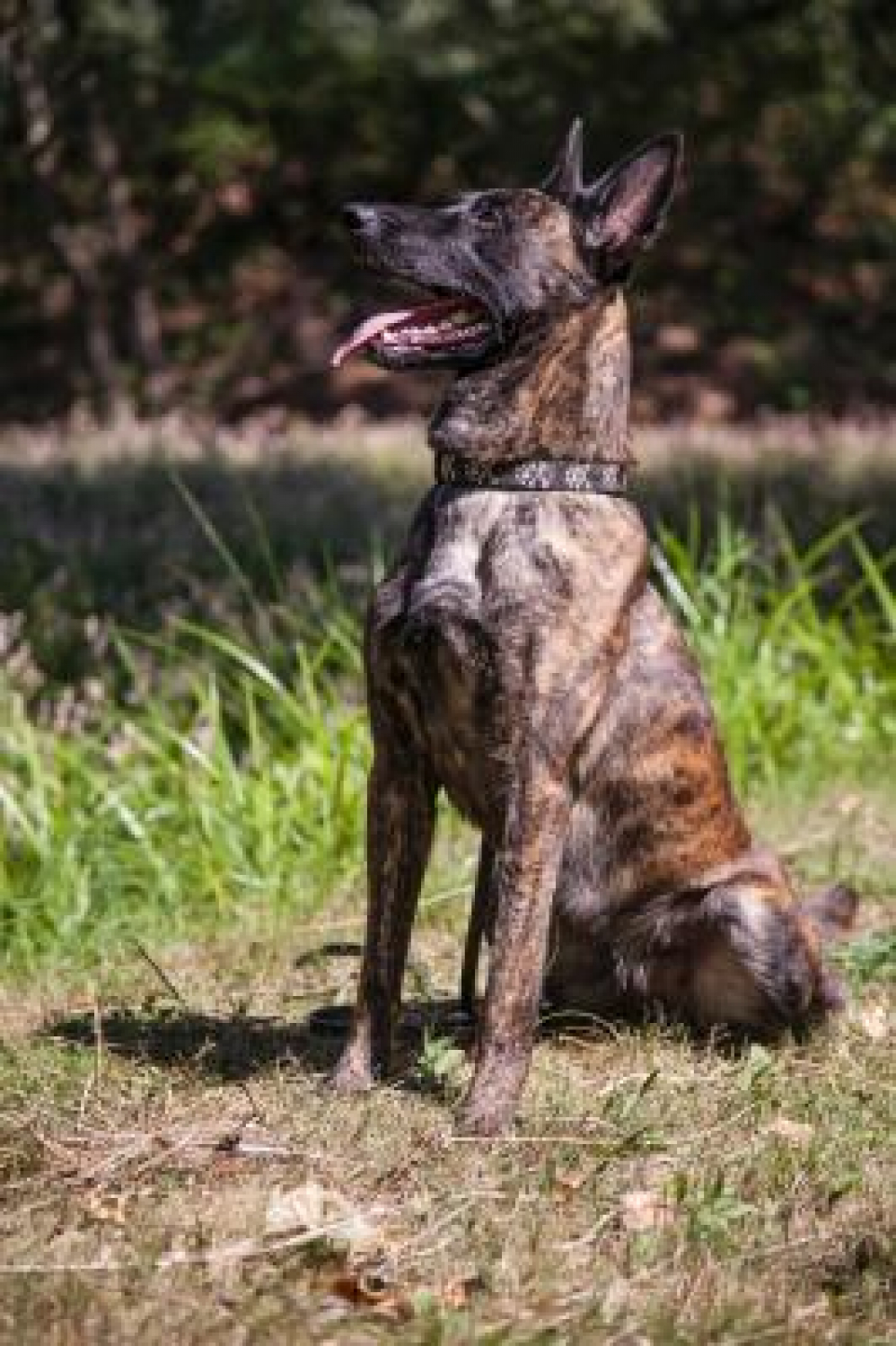 Vertex CPN Performance Supplement for Dogs Now)