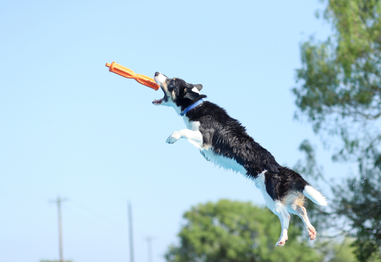 AirFlow Bumpers® Plastic Retriever Training Dummies. 12.95 (Save 1.05)