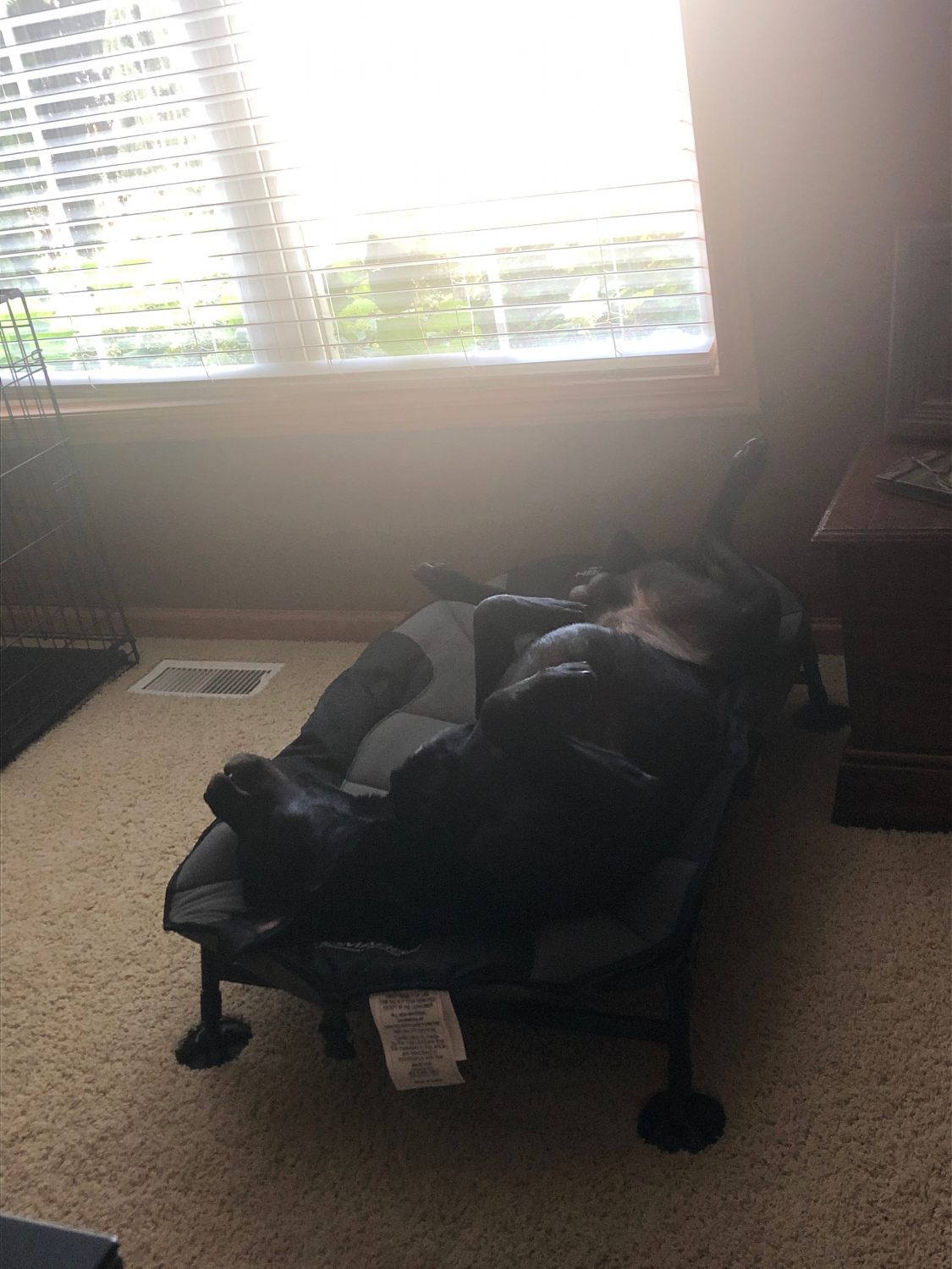 MOmarsh Original Home Cot Premium Dog Bed Gun Dog Supply