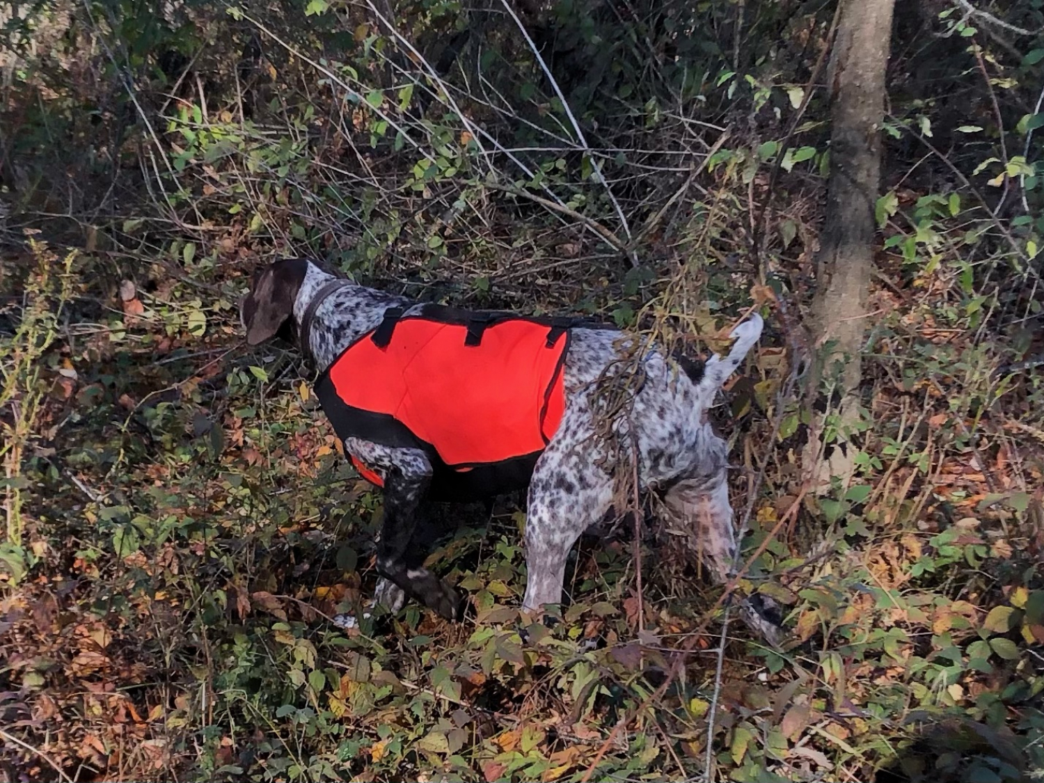 BESTSELLER SYLMAR Body Guard Dog Vest ORANGE Gun Dog Supply