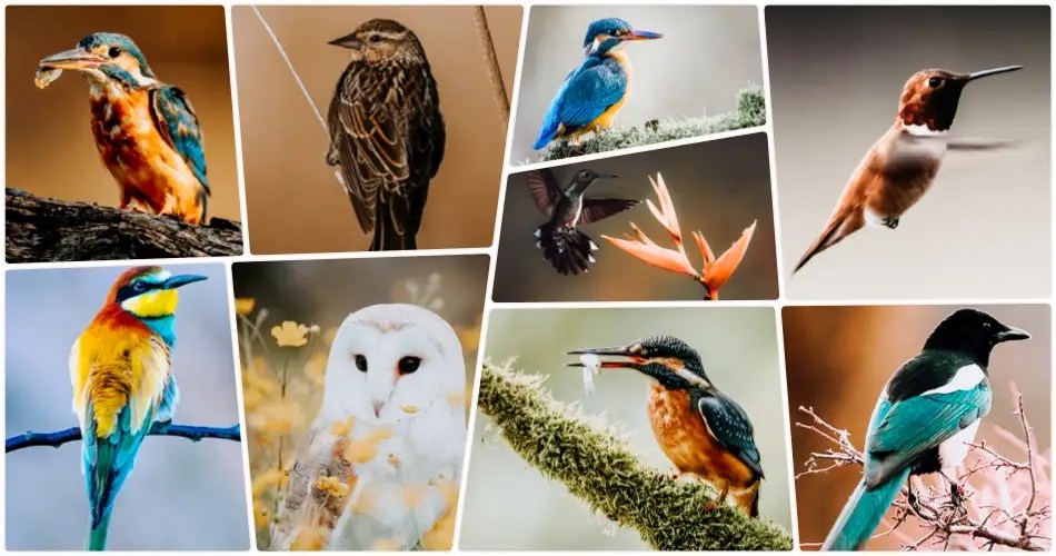 Birds Lightroom Presets Preset Free Presets for Lightroom