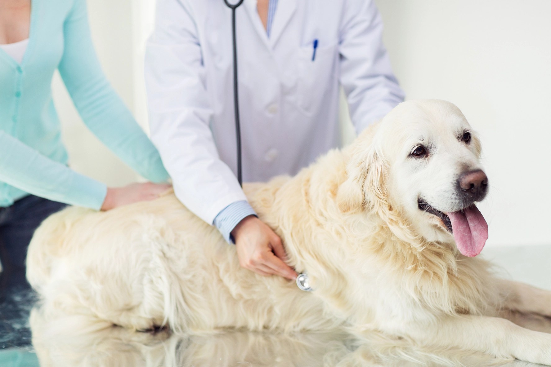 Swollen Lymph Nodes in Cats When It’s Not Cancer (And When It Might Be