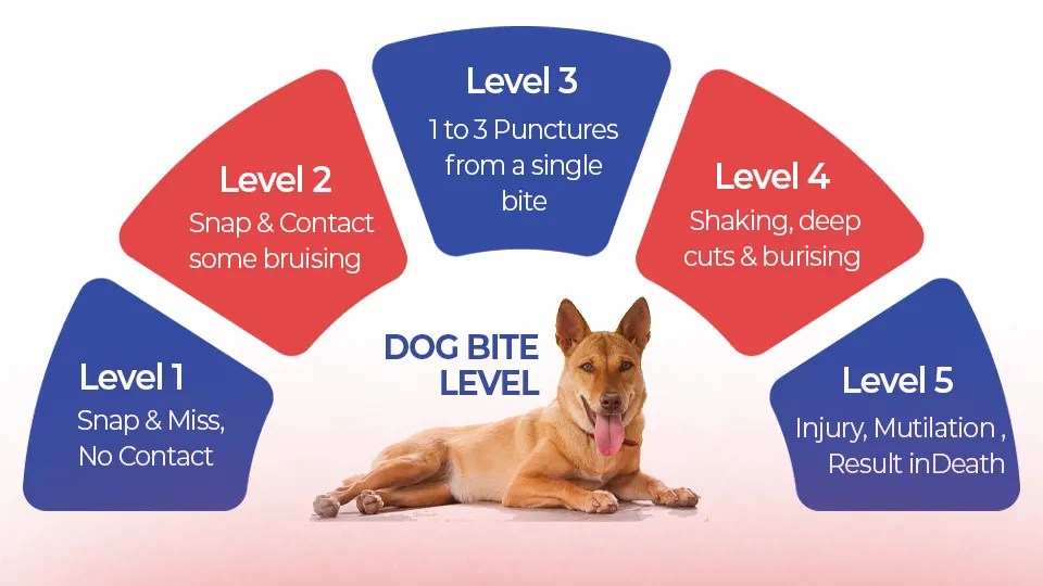 Dog Bite First Aid: Immediate Actions and Care Tips