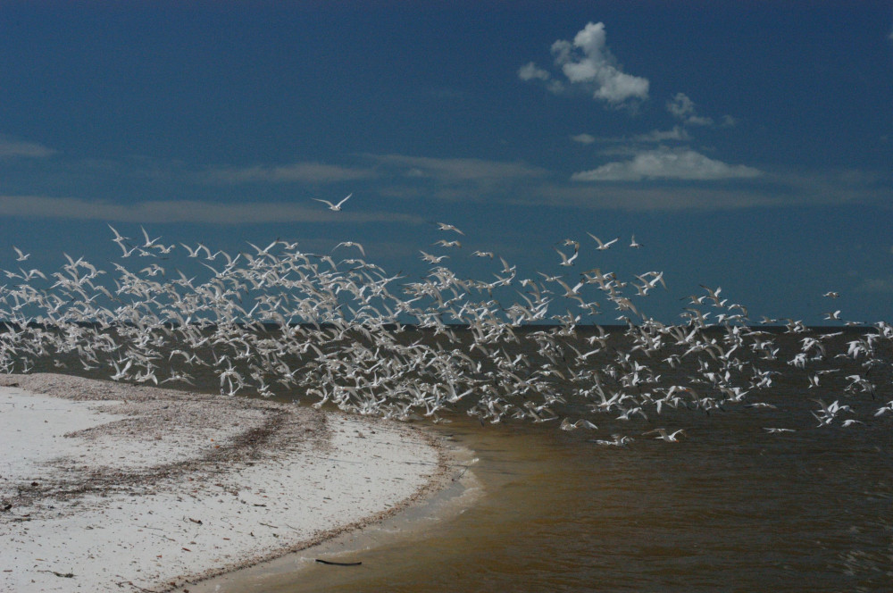 Private Photo Safari Tour Chokoloskee Project Expedition