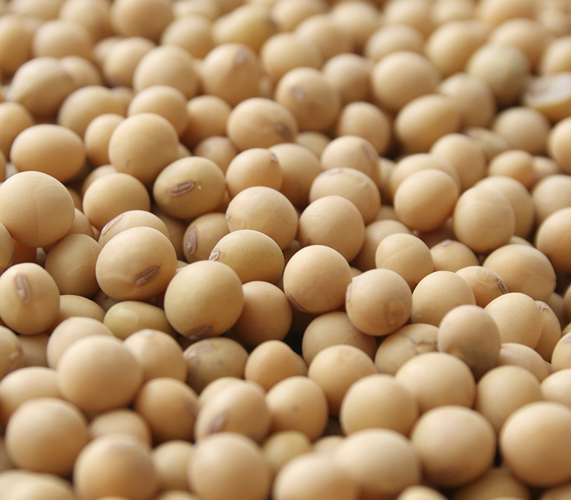 Poor regulation threatens soybean export Operators