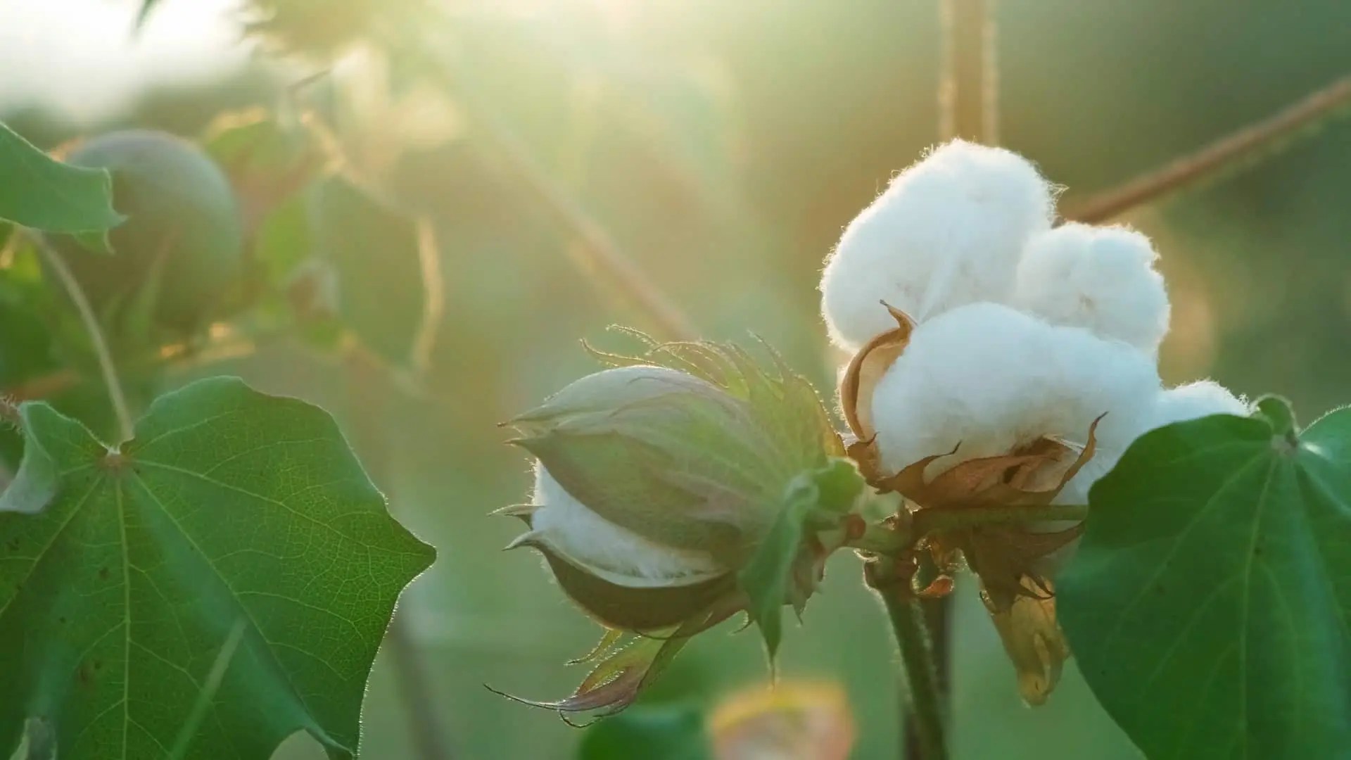 World Cotton Day 2023 History, Significance, and Theme PUNE.NEWS