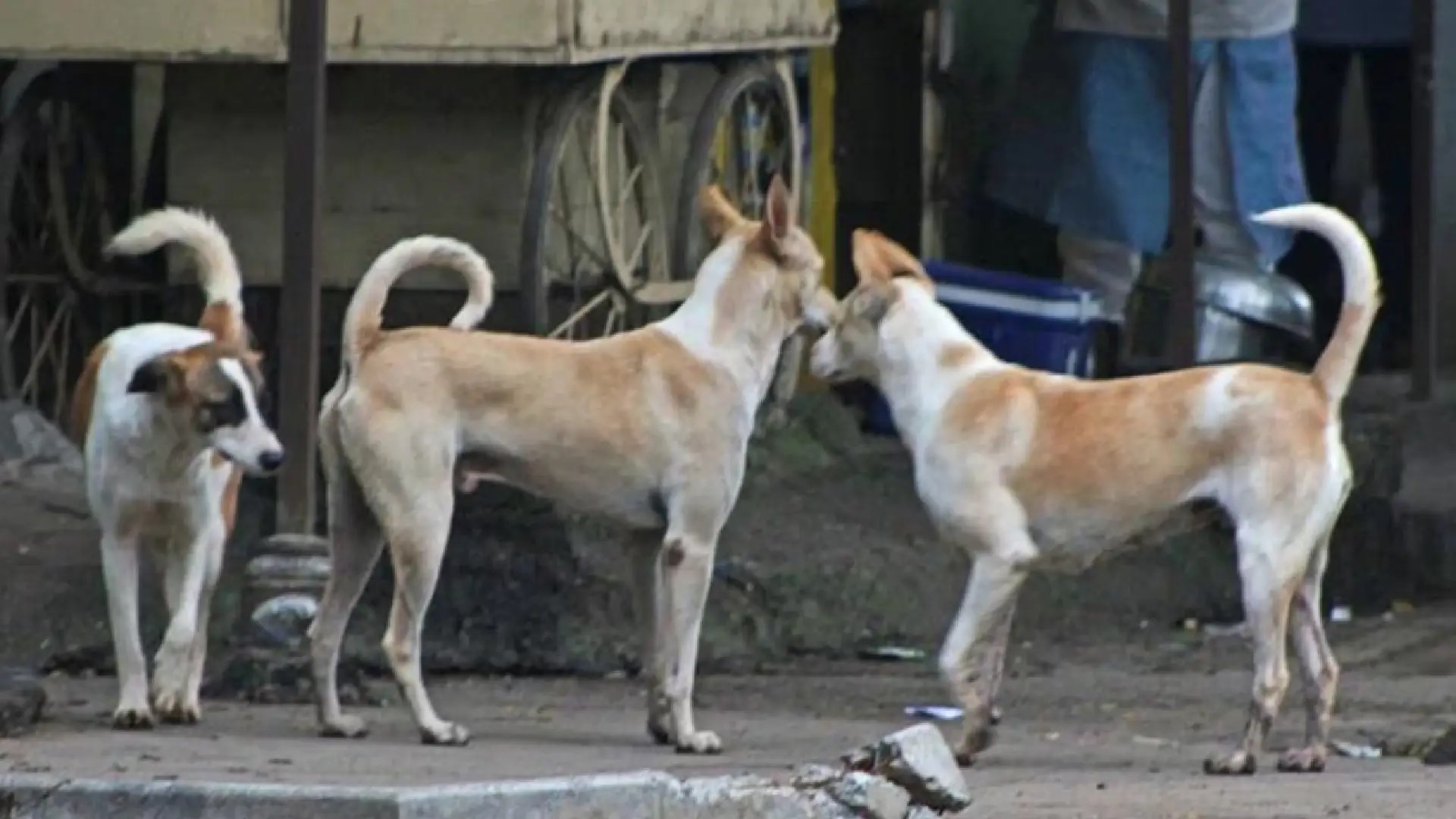 Maharashtra Tops the Chart for Dog Bites in 2023, Unveils Union Ministry Health Report PUNE.NEWS