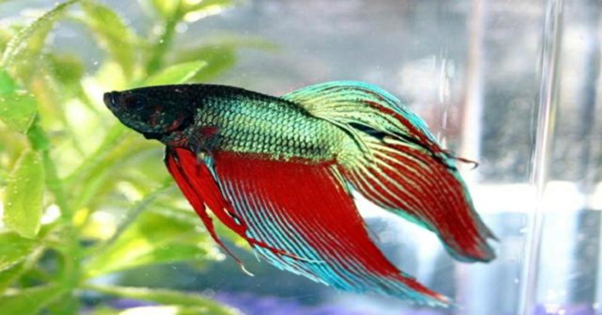 Cómo cuidar un pez betta