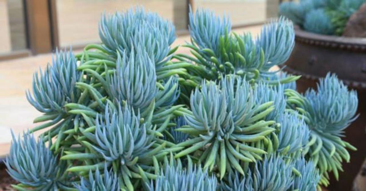 Cómo cuidar las plantas crasas Paso a paso