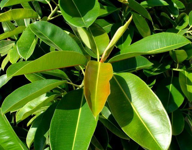 Plantar y cuidar el Ficus elástica o Árbol del Caucho paso a paso