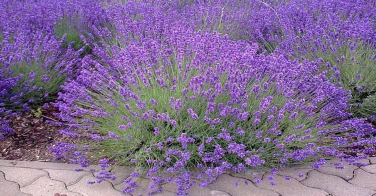 Cómo cultivar plantas de lavanda Fácil paso a paso