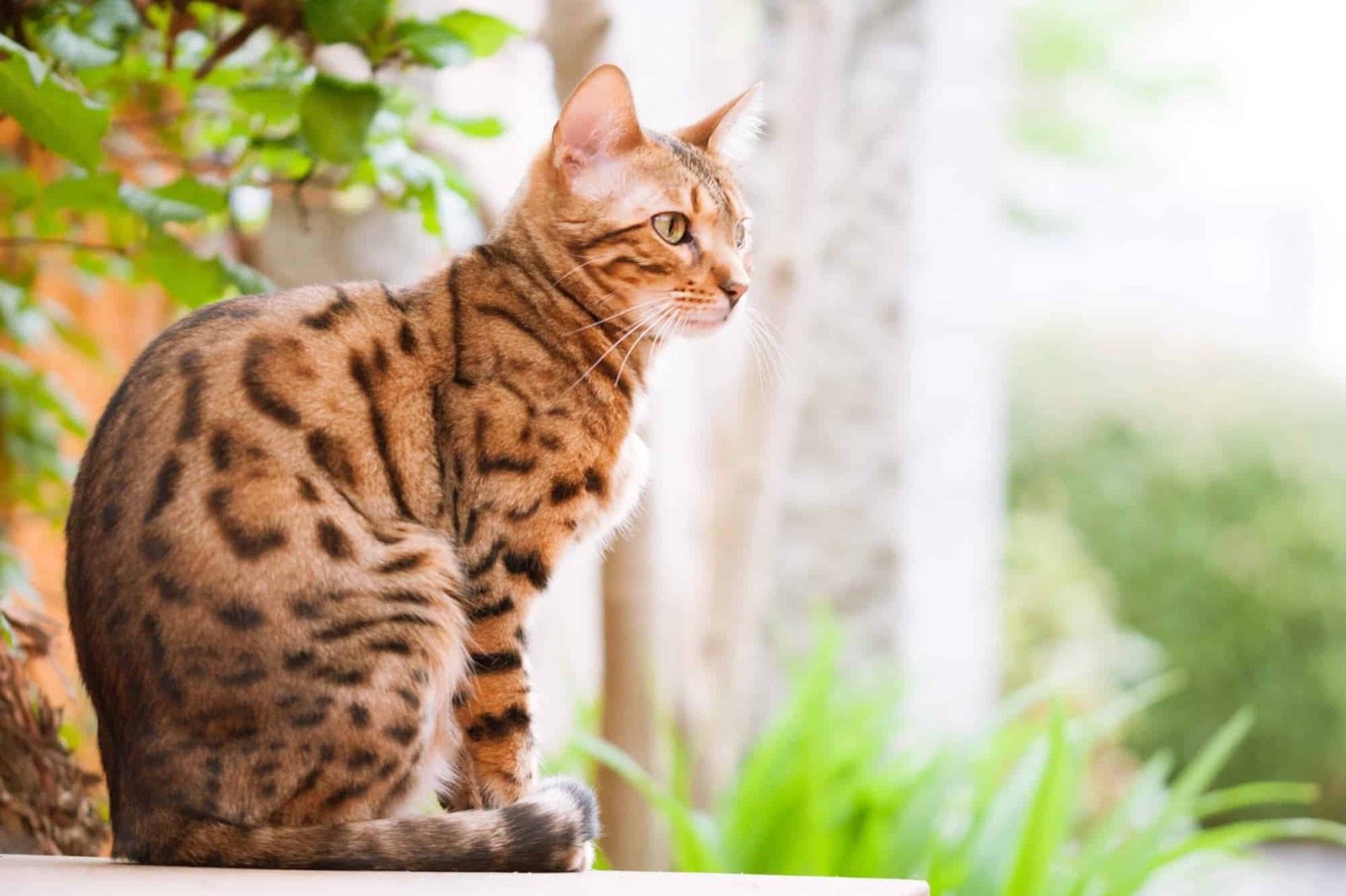 Cat Breed Quiz! Can You Name These Cat Breeds? 🐈