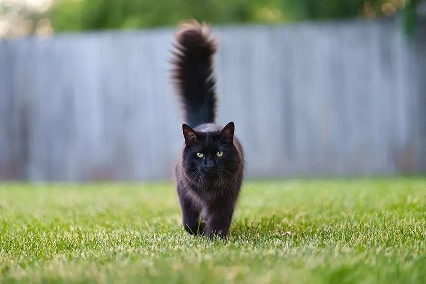 Only Real Cat Fans Can Pass This Black Cat Quiz 🐈‍⬛