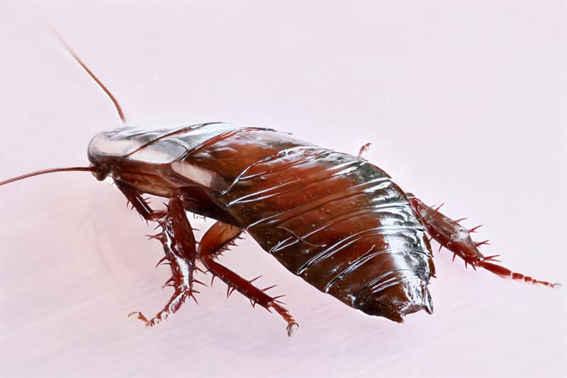 How Long Can Roaches Live Without Food at Craigslist