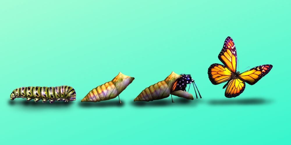Ciclo vital de una mariposa para niños ¿cómo es su metamorfosis?