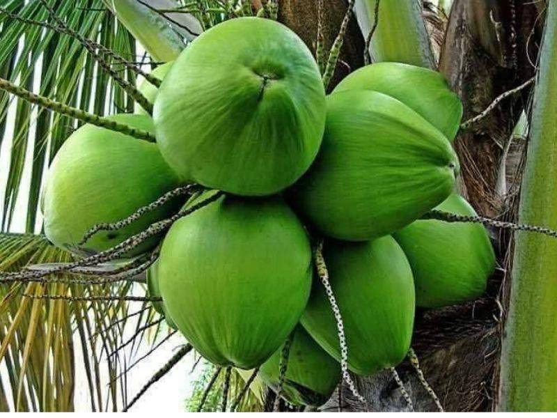 Bahkan mungkin ada beberapa orang yang berharap bisa hidup selamanya (imortal) layaknya vampire di. Air Kelapa Muda Dan Limau Nipis, Boleh Turunkan Bacaan ...