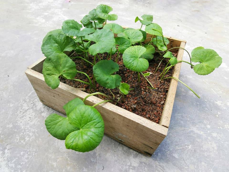 Cara Tanam Daun Pegaga Sendiri Di Rumah. Boleh Buat Air Rebusan Berkhasiat