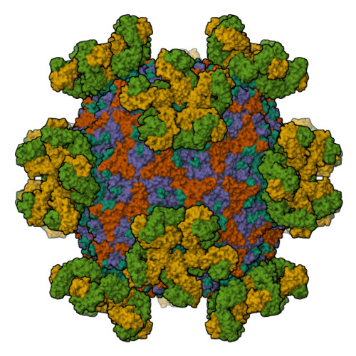 RCSB PDB 7YMS CryoEM structure of Coxsackievirus A16 in complex
