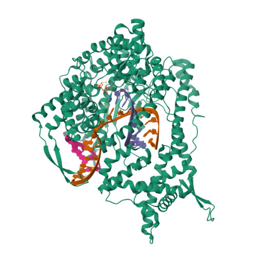RCSB PDB 8DH4 T7 RNA polymerase elongation complex with unnatural