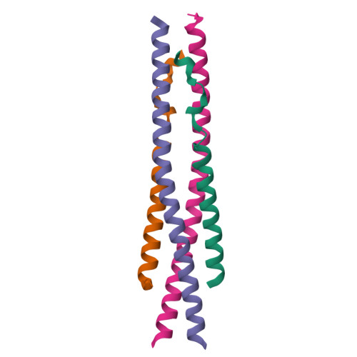 inhibitor of nuclear factor kappa B kinase subunit beta IKK family