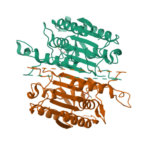 Exploring the Caspase Family in Alzheimer’s Disease Cobbers on the Brain