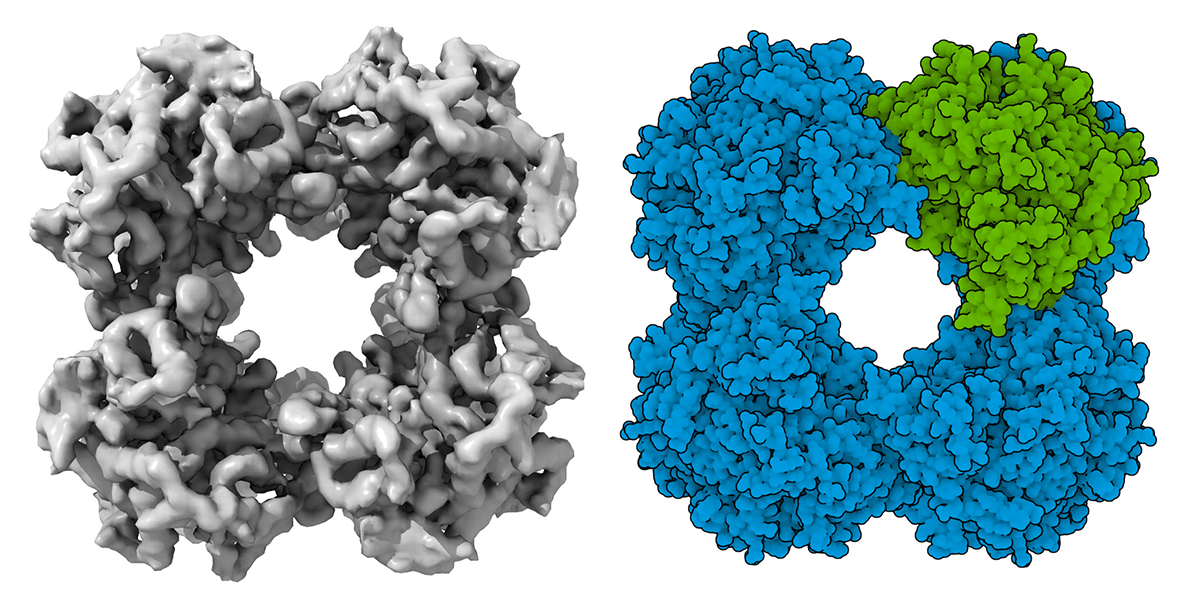 PDB101 Learn Exploring Structural Biology with Computed Structure