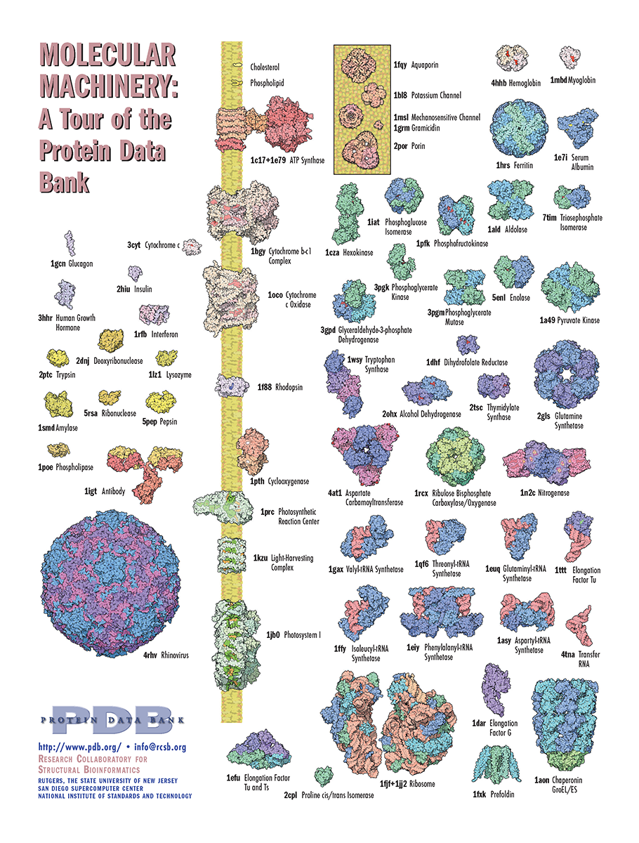 PDB101 Learn Flyers, Posters & Other Resources Molecular Machinery