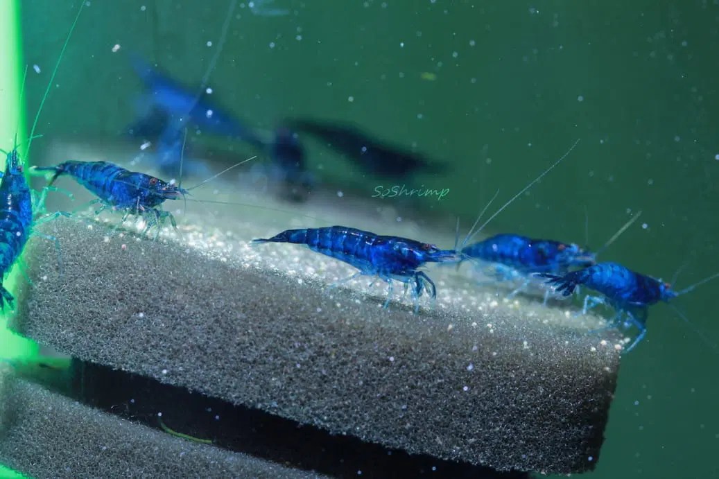 Ultimate Blue Velvet Shrimp Guide
