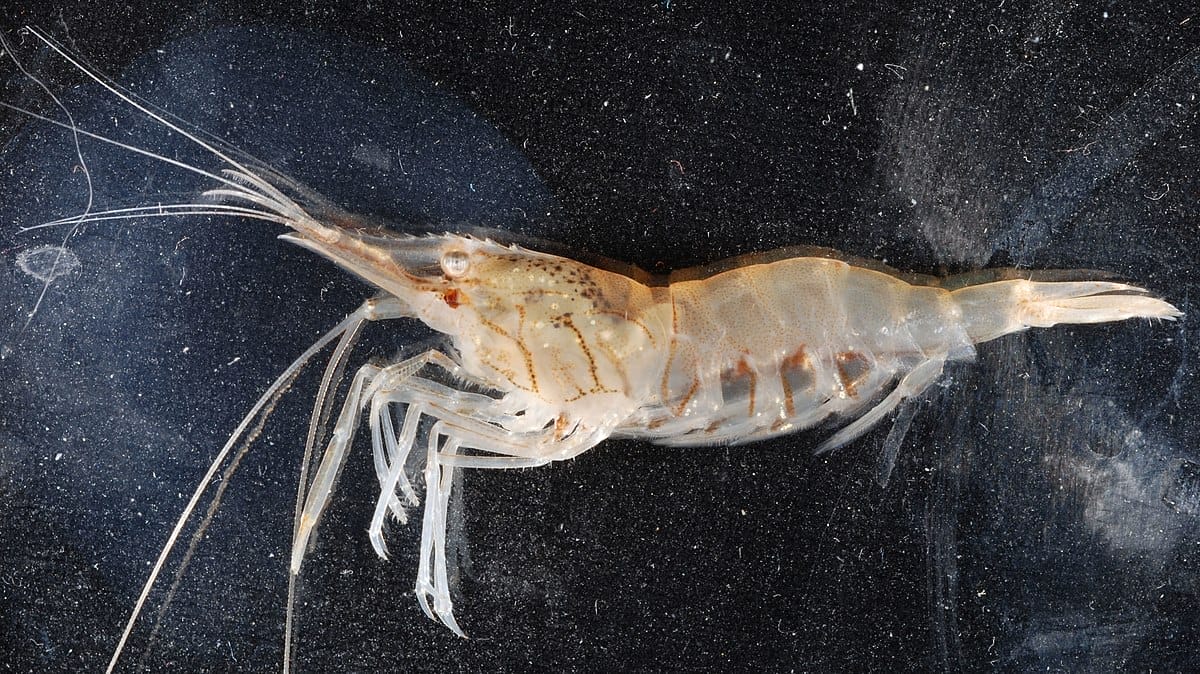 All You Need to Know About Grass Shrimp