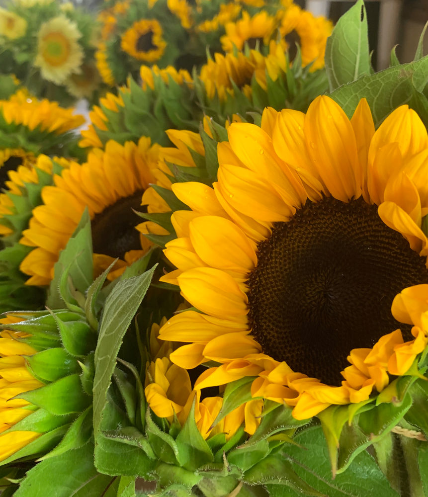 The Best Time To Plant Sunflower Seeds In New York Real Food Pledge