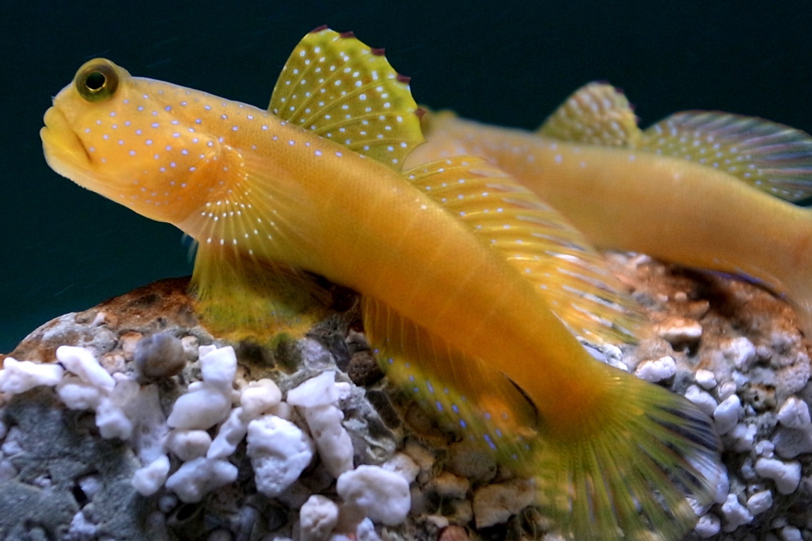 Cryptocentrus cinctus (Yellow prawngoby)