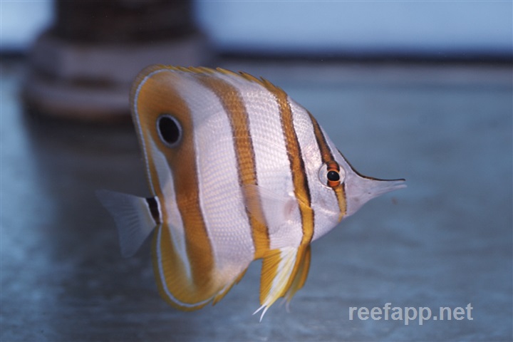 Chelmon rostratus (Copperband Butterflyfish)