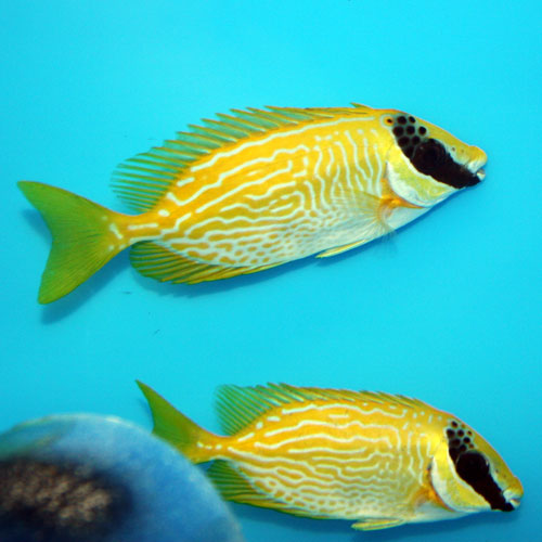 Masked Rabbitfish