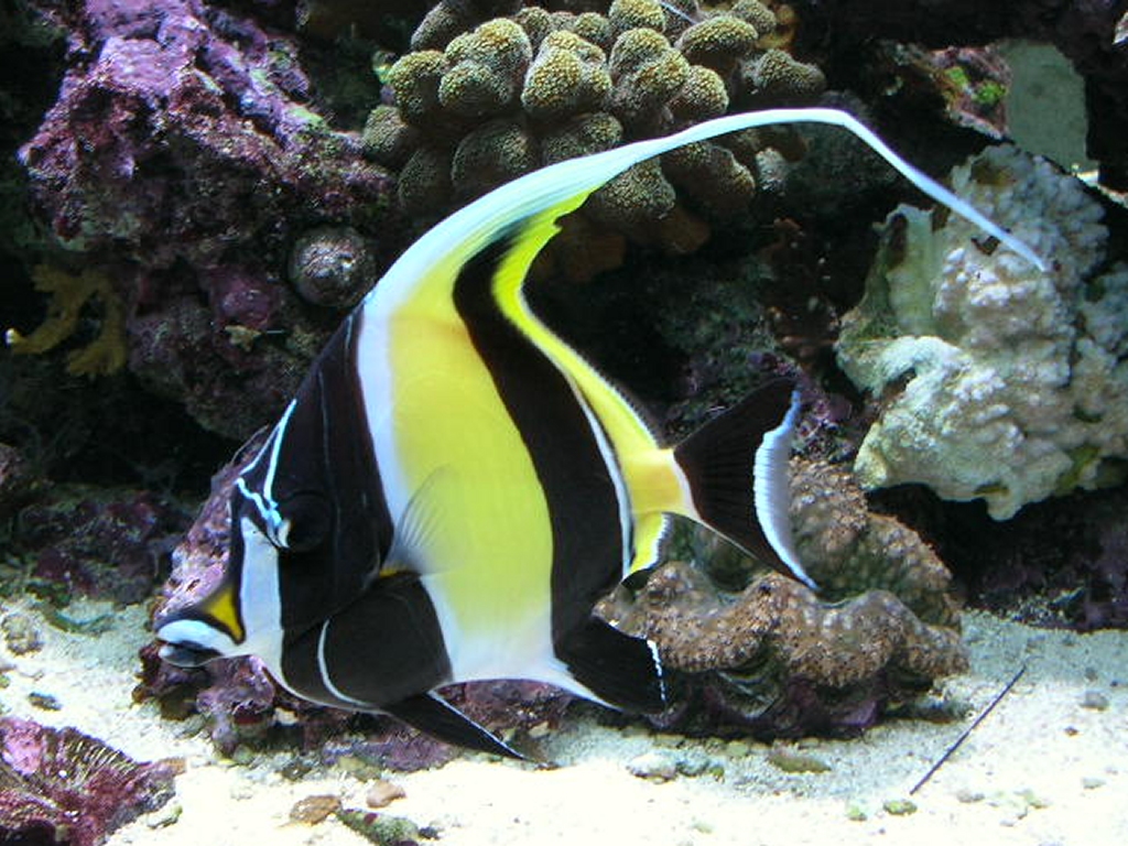 Moorish Idol