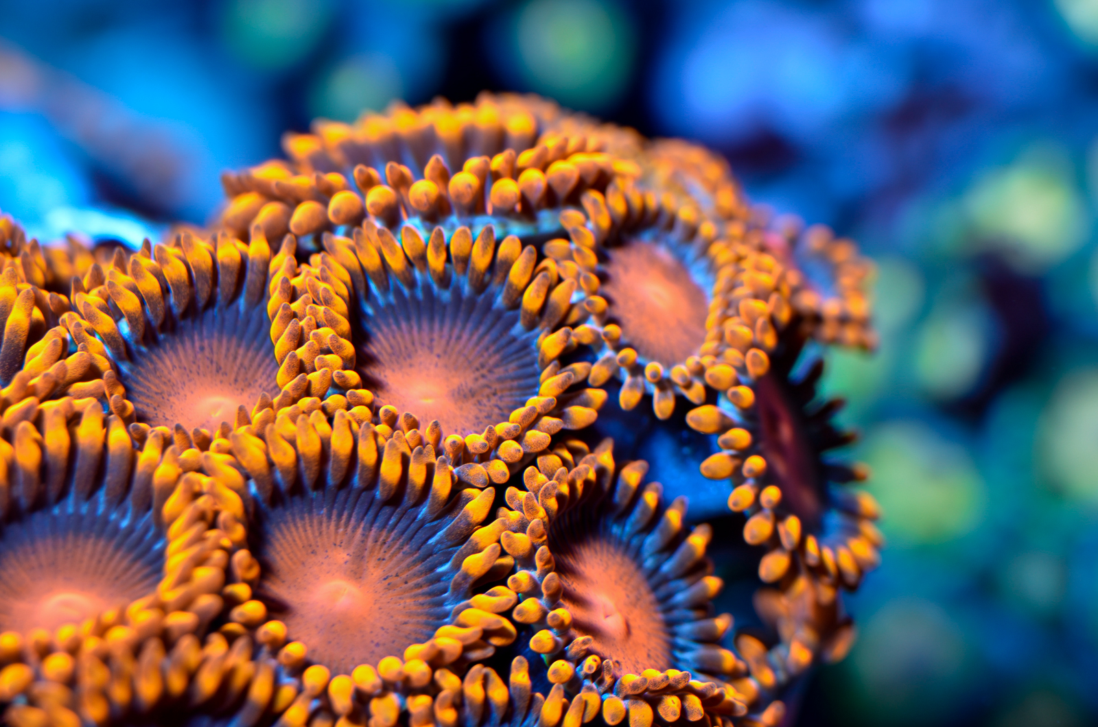 Zoanthids a photographic journey