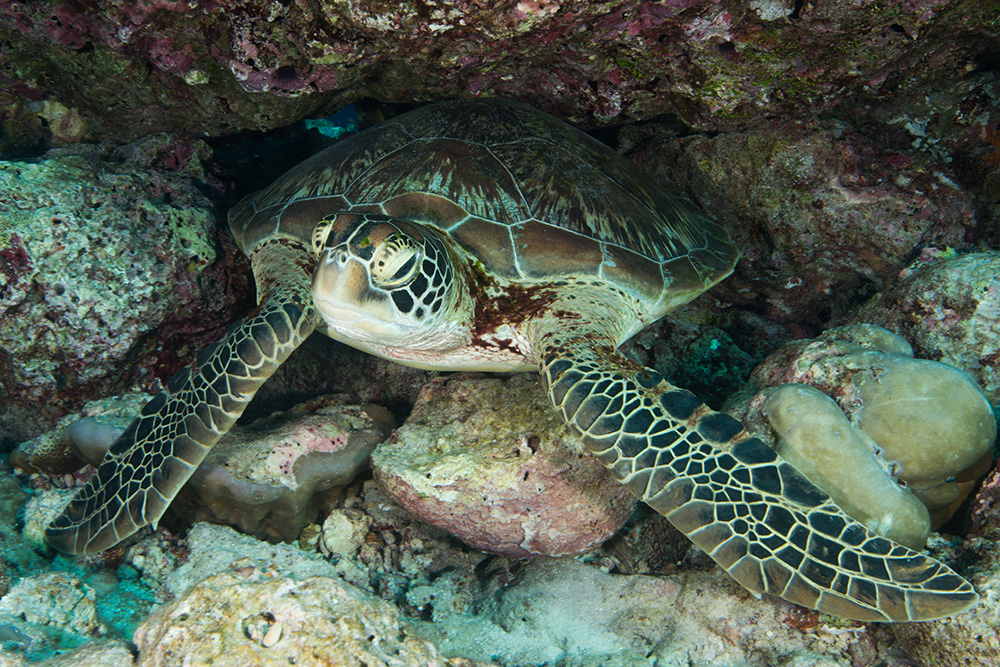 Why do turtles eat plastic? It smells just like their normal food