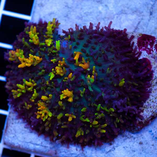 CC Magic Carpet Mushroom