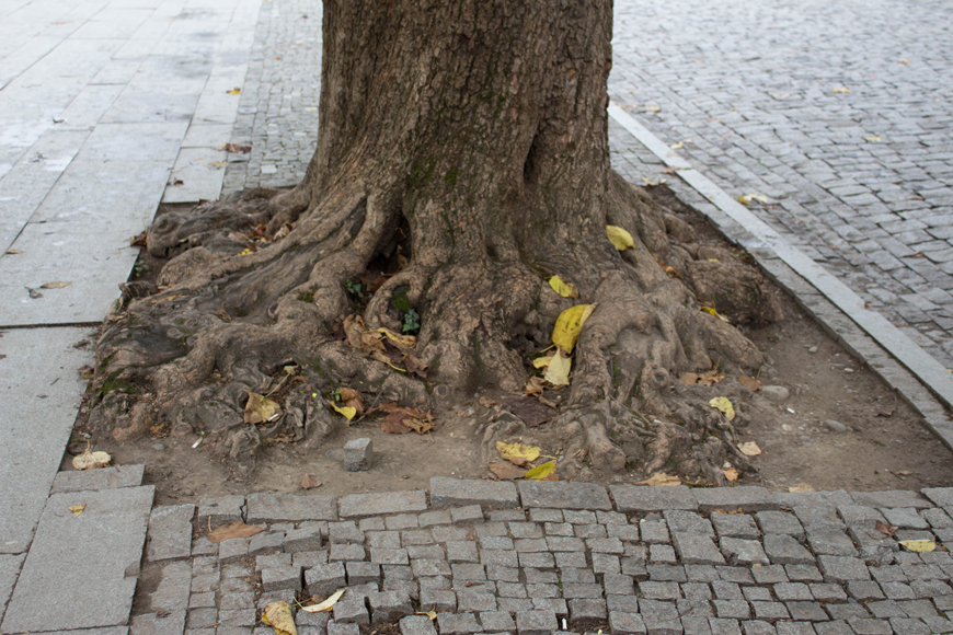 Best Trees for Sidewalks and Streets Hardscape Blog